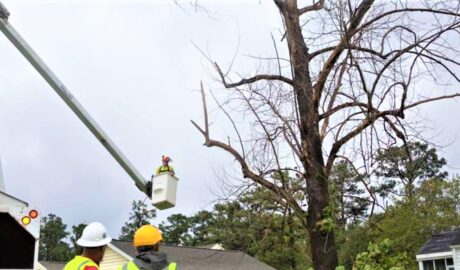 Professional Tree Services | Champions Landscaping NJ