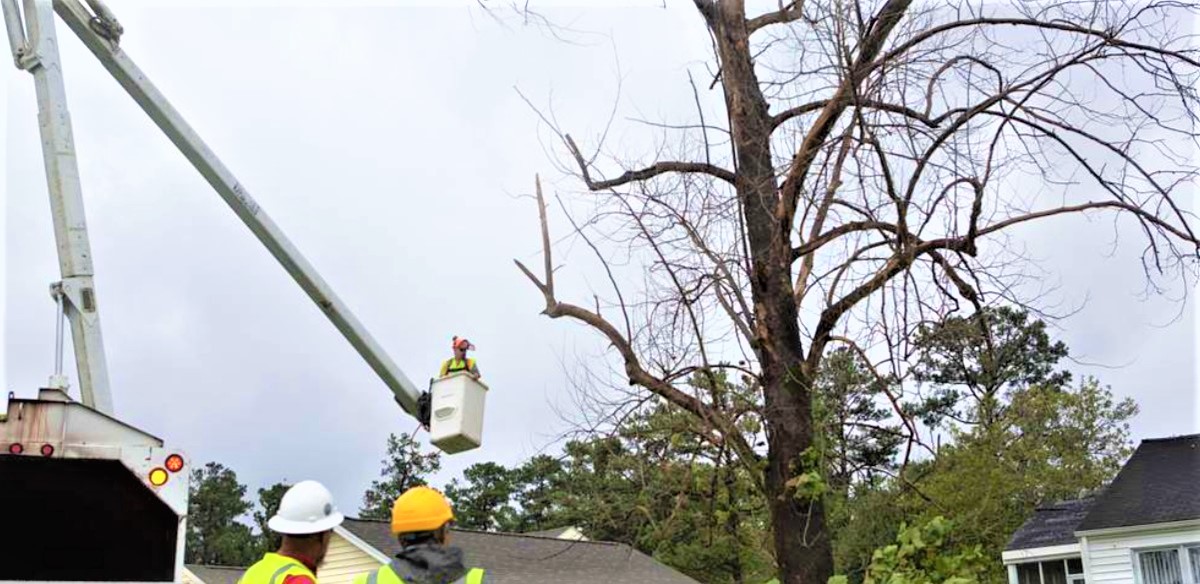 Professional Tree Services | Champions Landscaping NJ